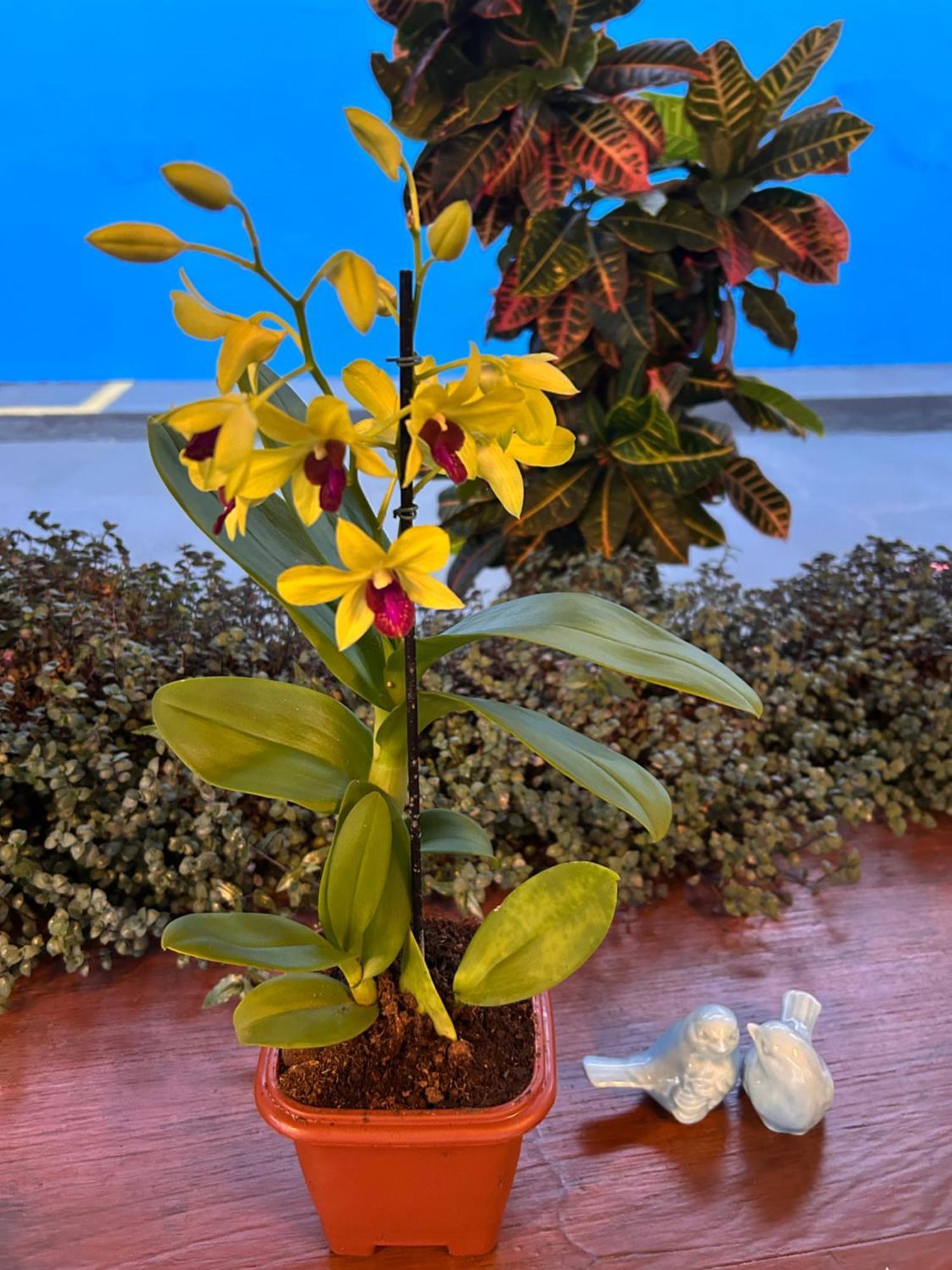 Pousada Doce Villa Capitólio 外观 照片